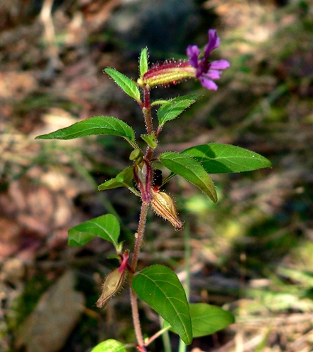 {Cuphea viscosissima}